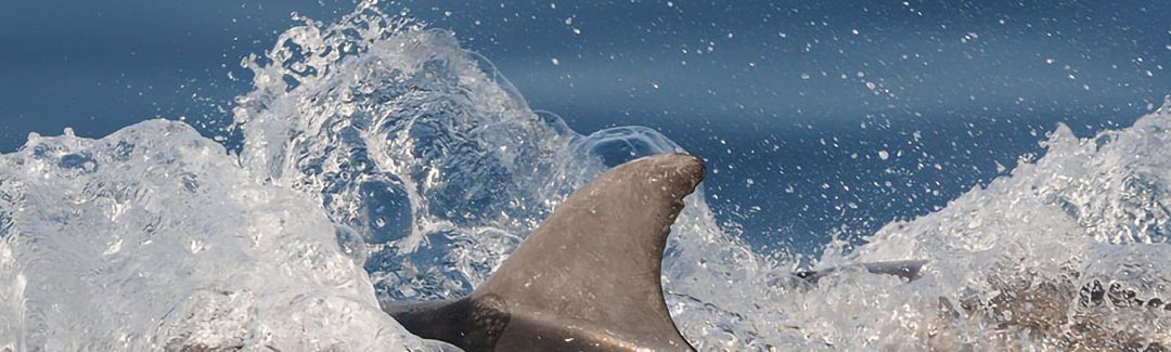 Les échouages de dauphins communs