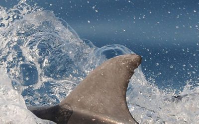 Les échouages de dauphins communs