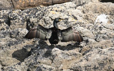 Pays Malouin 15/06/25: Titre 1