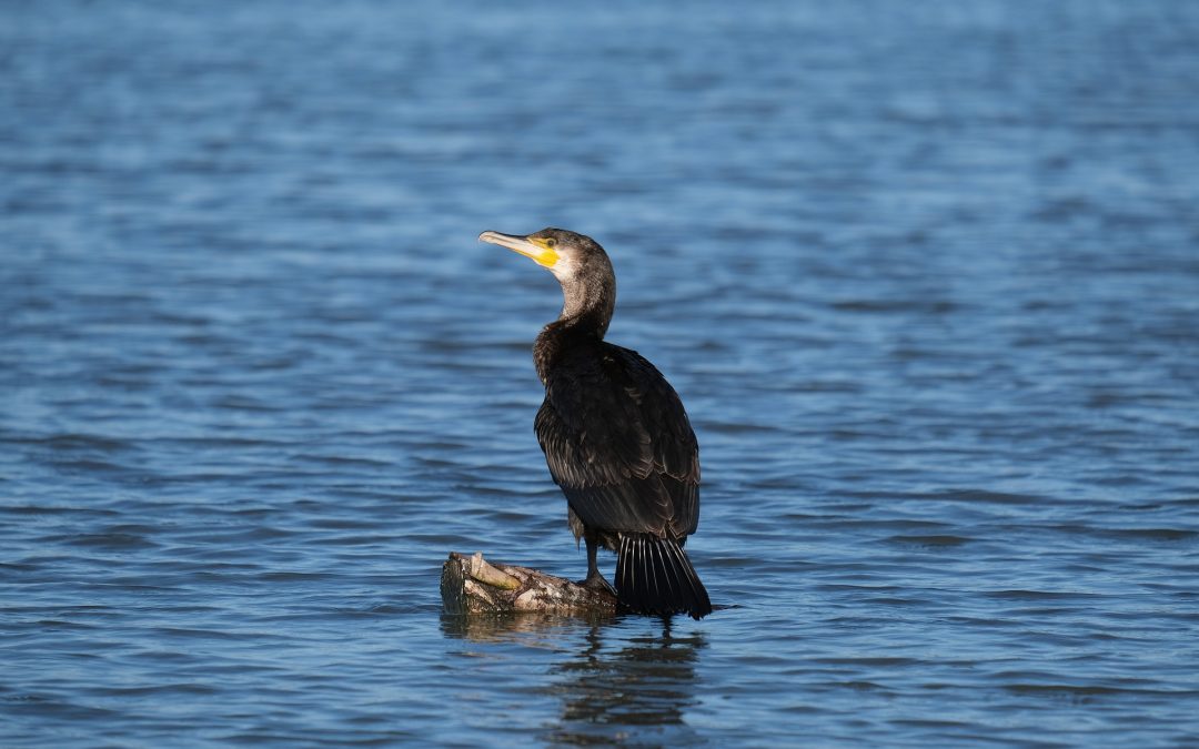 Essai uqhrkuqzeir qheiusjhecukr sgbuickuicvk