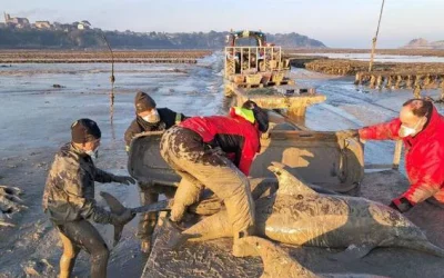 Ouest France 20/01/25: Sauvetage de dauphins à Cancale : « le plus dur est passé », aucun animal ne s’est à nouveau échoué