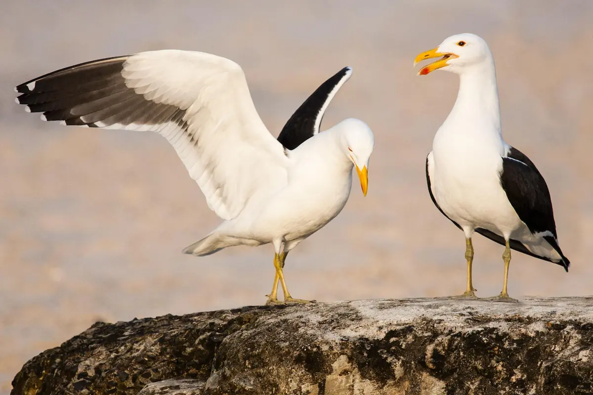 Goeland_brun_1200x800