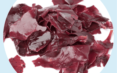 La vedette du mois : La Dulse