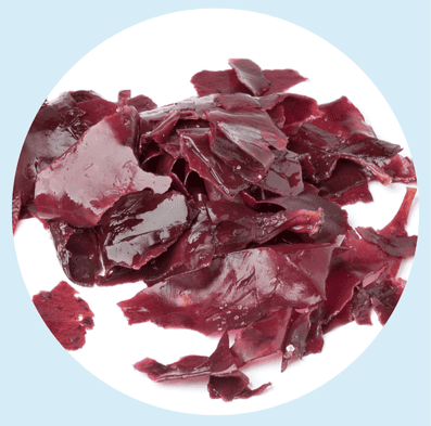 La vedette du mois : La Dulse