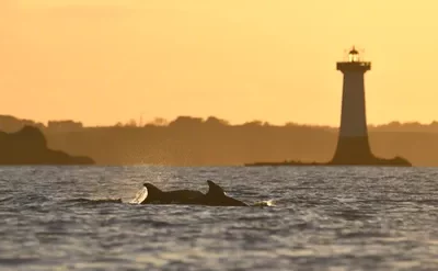 Samedi 22/08/2026 – La pointe du Grouin au crépuscule